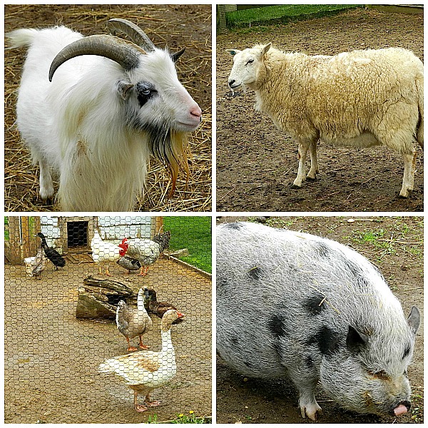 farPicMonkey Collage